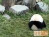 可愛的熊猫