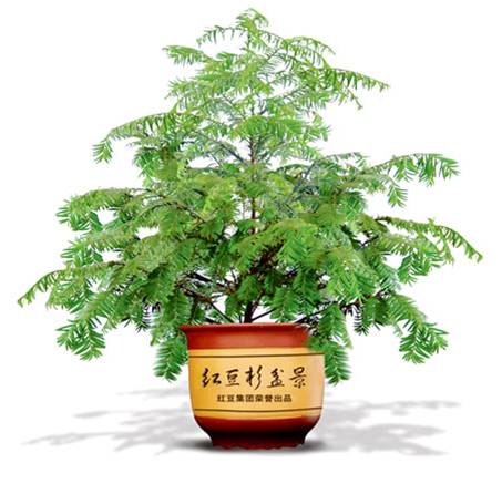 植物黄金—红豆杉的药用价值 - 我知你行 - 我知你行 植物黄金—红豆杉的药用价值 - 我知你行 - 我知你行