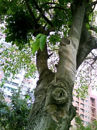 鳥屎榕佔據臘腸樹