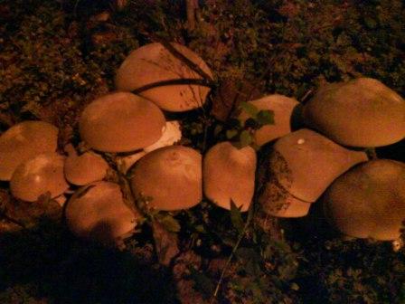 拍攝   華江公園   發現美麗的菇(又稱大雞肉絲菇)