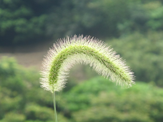 亚州美图拈花网,,亚州女图_点力图库