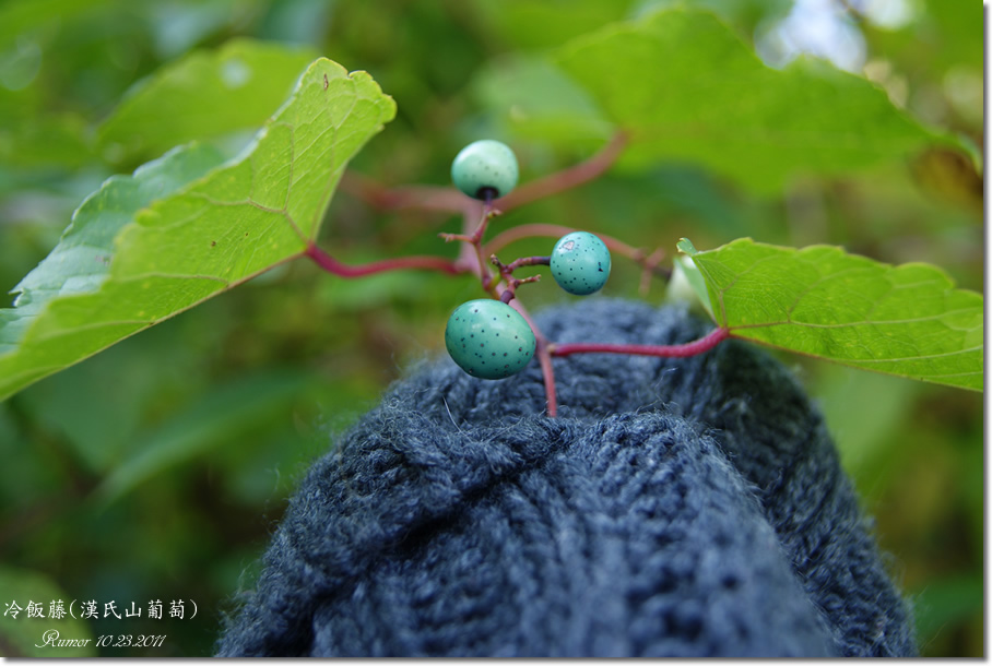 冷饭藤(汉氏山葡萄) 手<em>藏在毛衣</em>外套里. 哈哈 - 