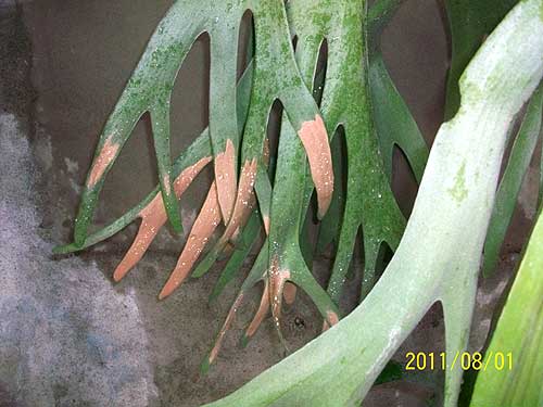 09 鹿角蕨 -- 孢子發芽