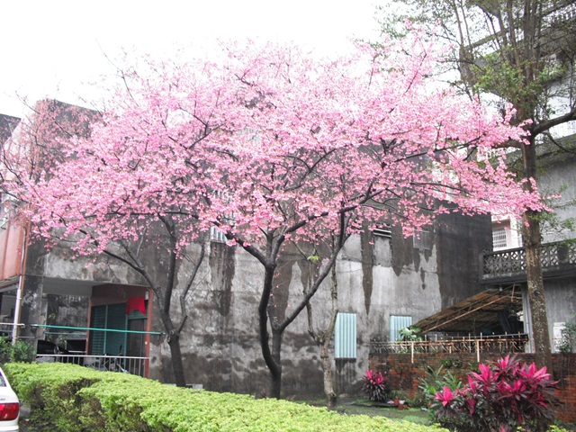 尋找台灣之美~櫻花祭