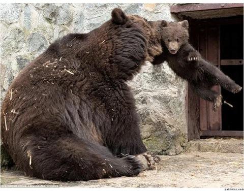 母棕熊訓子的超有愛畫面