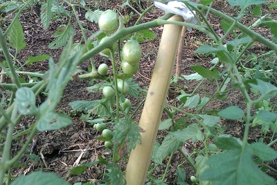 有機  小番茄 絲瓜