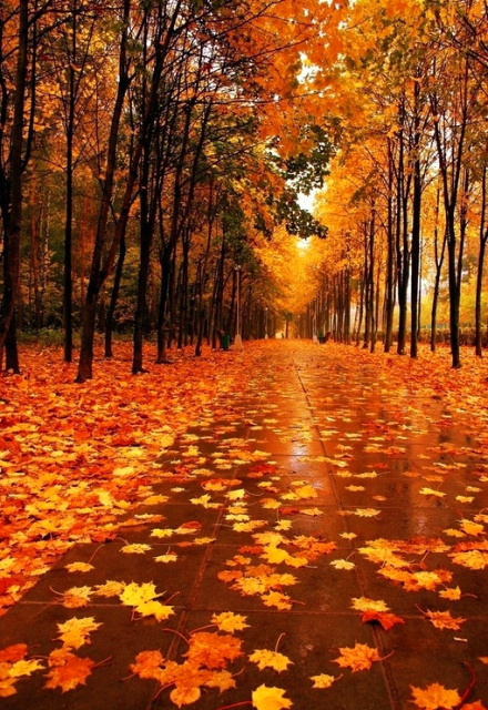秋天是一首诗,秋天是一幅画,秋天是一首歌,秋天是一个美丽的梦