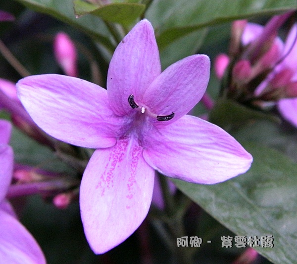 紫雲杜鵑