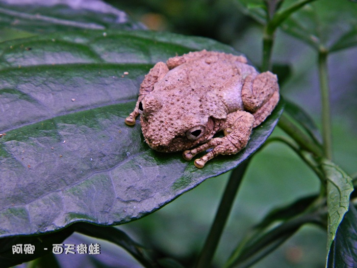 面天樹蛙/台灣的特有種