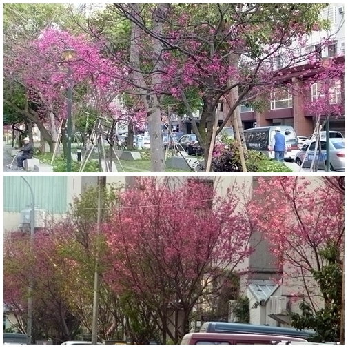 尋找台灣之美~櫻花季...中市街櫻