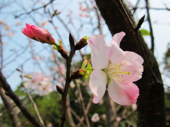 2013年尋找台灣之美~櫻花祭後續