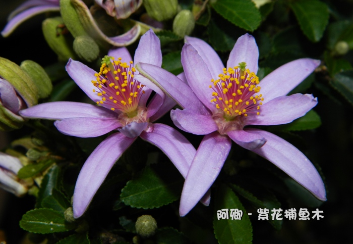 紫花捕魚木  (水蓮木)田麻科