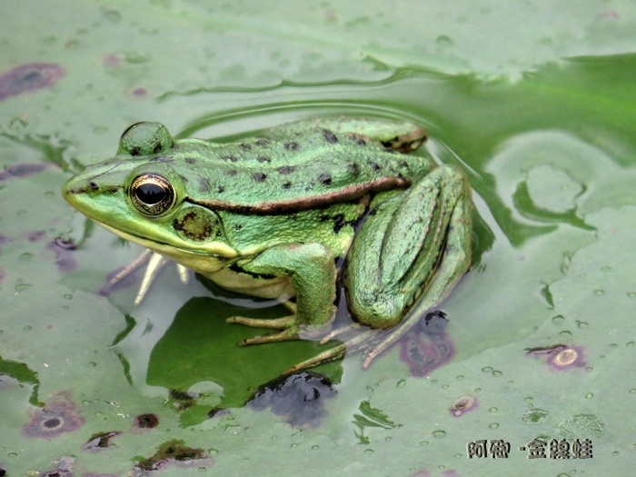 金線蛙-保育