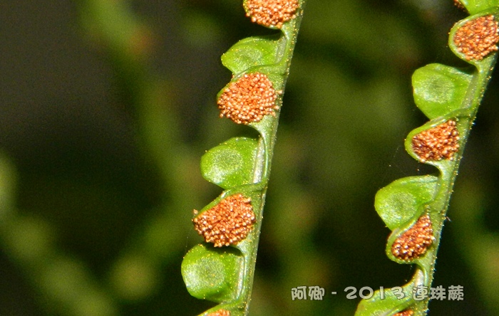 連珠蕨(台灣稀有瀕臨滅絕的植物)