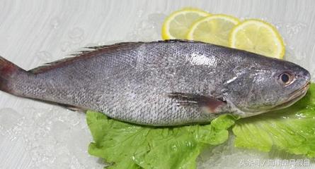 鮸魚