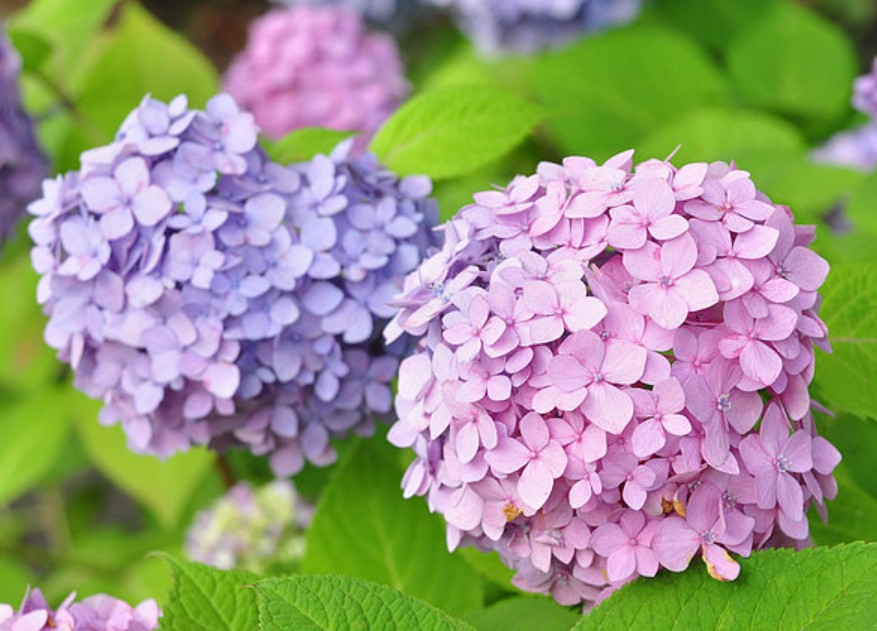 夏至花信風一候 繡球