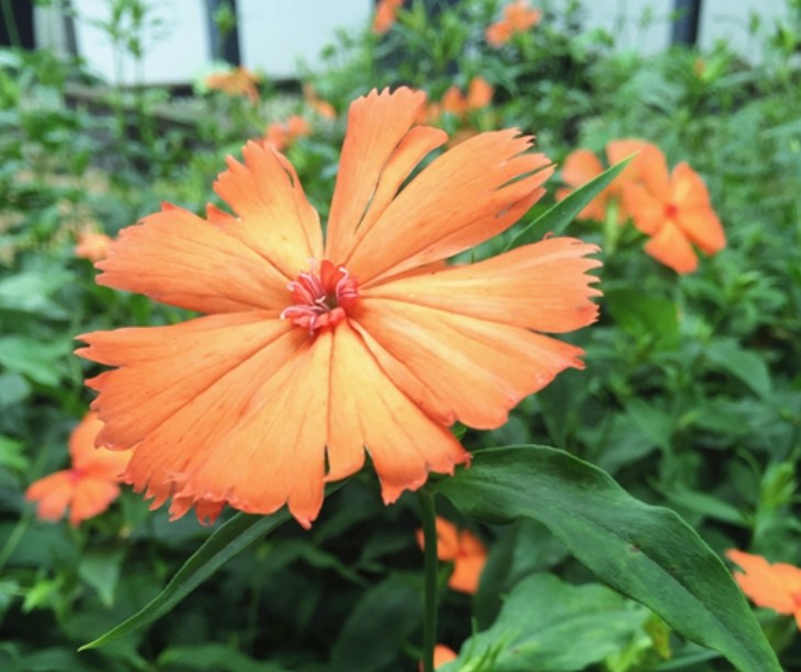 夏至花信風三候 剪夏蘿