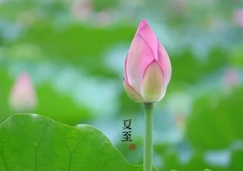 夏至避暑北池